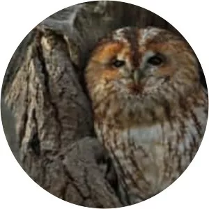 Tawny owl