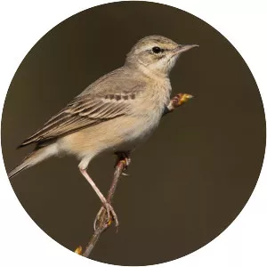 Tawny pipit