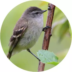 Tawny-rumped tyrannulet - Bird