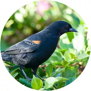 Tawny-shouldered blackbird - Bird