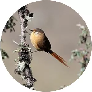 Tawny tit-spinetail