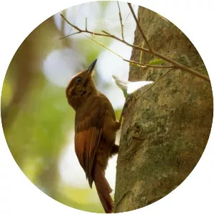 Tawny-winged woodcreeper - Bird