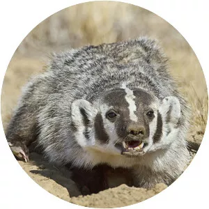 Taxidea