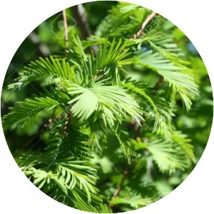 Taxodiaceae - Plants