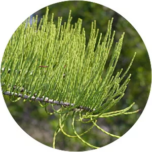 Taxodium ascendens - Plants