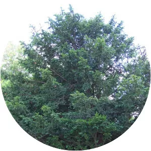 Taxus chinensis - Plants