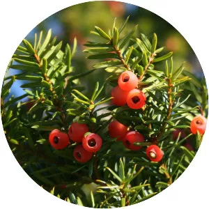 Taxus cuspidata - Plants
