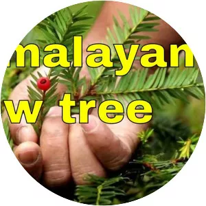 Taxus wallichiana - Plants