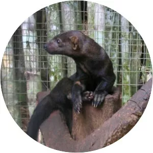 Tayra Sansarı