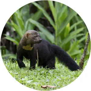 Tayra (Tayra Sansarı)