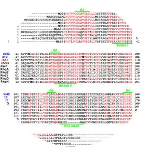 TC10 protein - 