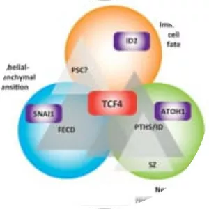 TCF4 - Protein