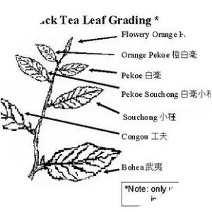 Tea leaf grading - 