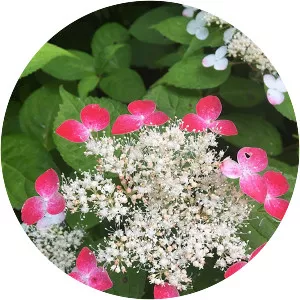 Tea of heaven - Plants