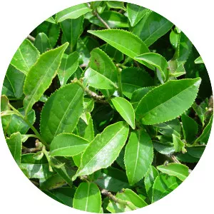 Tea plant