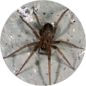 Tegenaria domestica
