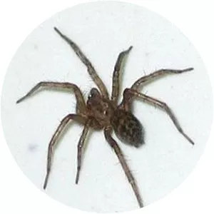 Tegenaria
