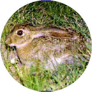 Tehuantepec jackrabbit - Animal