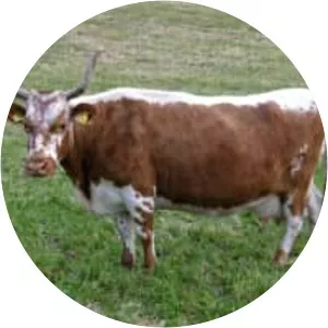 Telemark cattle