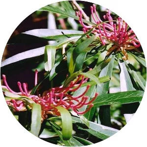 Telopea mongaensis - Plants