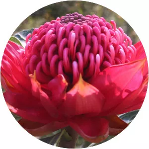 Telopea speciosissima