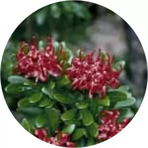 Telopea truncata - Plants