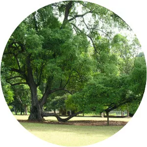 Tembusu (Fagraea Fragrans)