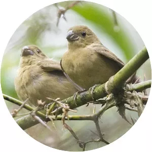 Temminck's seedeater