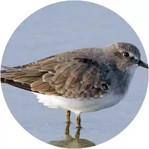 Temminck's stint