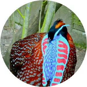 Temminck's tragopan