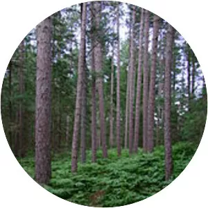 Temperate coniferous forest - 