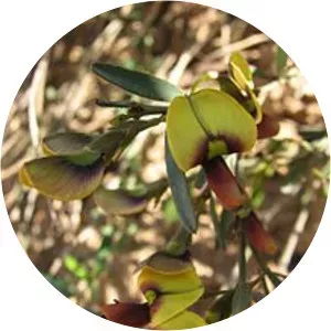 Templetonia stenophylla