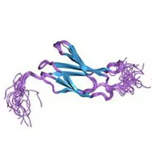 Tenascin X - Protein