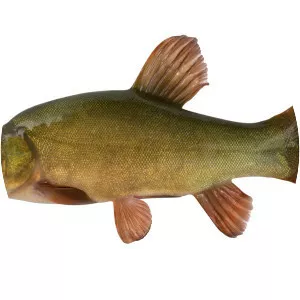 Tench - Fish