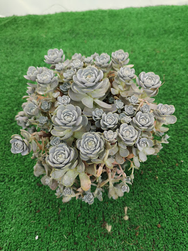 Tendinha Das Suculentas