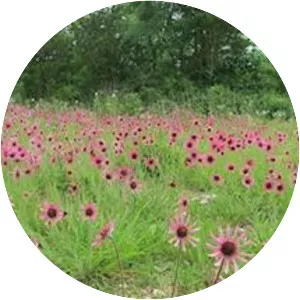 Tennessee purple coneflower