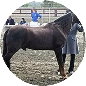 Tennessee Walking Horse