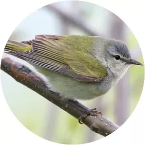Tennessee warbler