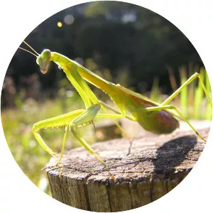 Tenodera angustipennis