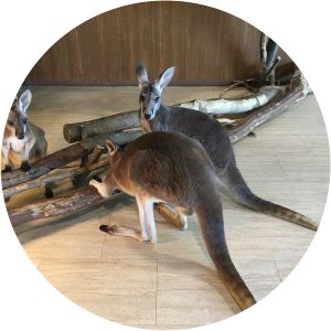 Tenpozan Anipa Osaka