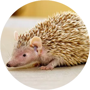 Tenrecs