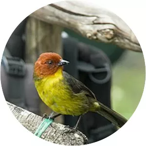 Tepui brush finch - Bird