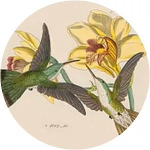 Tepui goldenthroat - Bird
