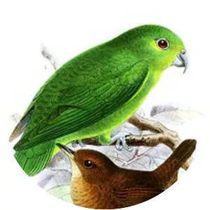 Tepui parrotlet