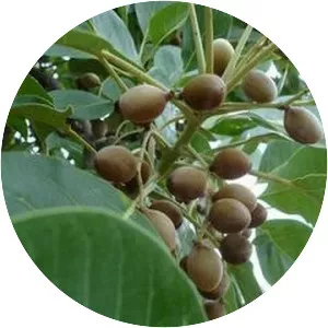 Terminalia bellirica