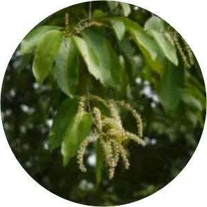 Terminalia elliptica