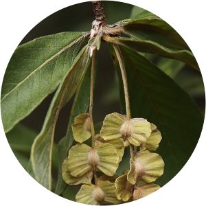 Terminalia fagifolia - 