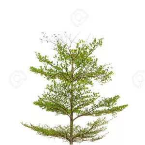 Terminalia ivorensis