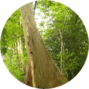 Terminalia oblonga - 