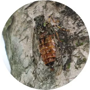 Terpnosia nigricosta - 